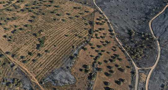 Servicio de Drones para Agricultura 11 banner-agroforestal-4-11-10-22.jpg