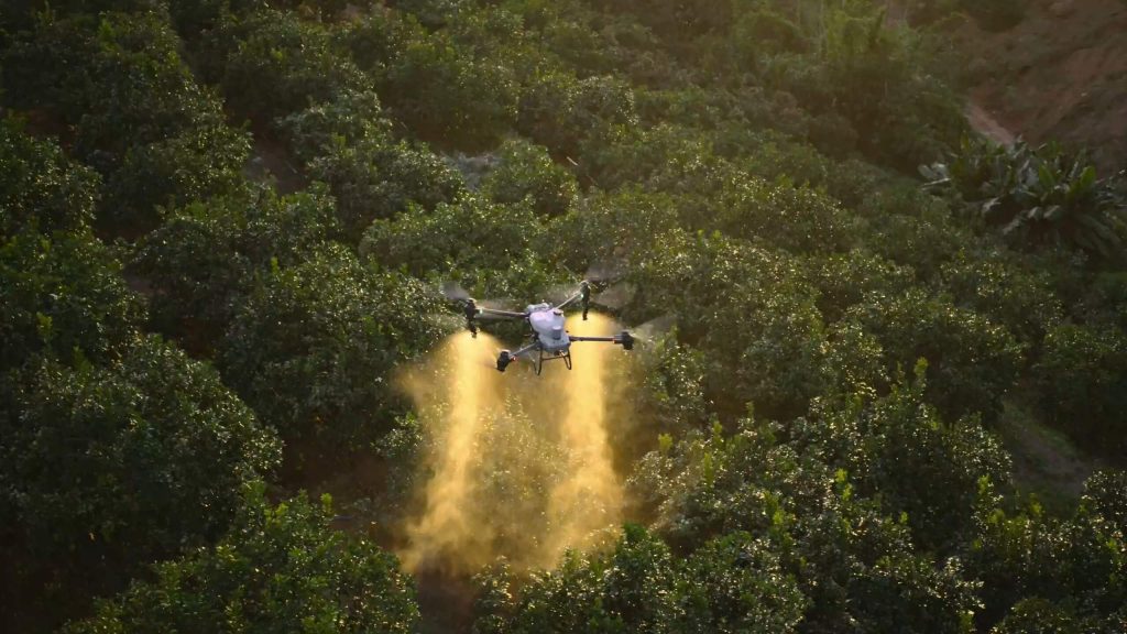 DJI Agras T50 pulverizando huerto al atardecer